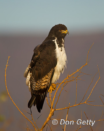 Augur Buzzard