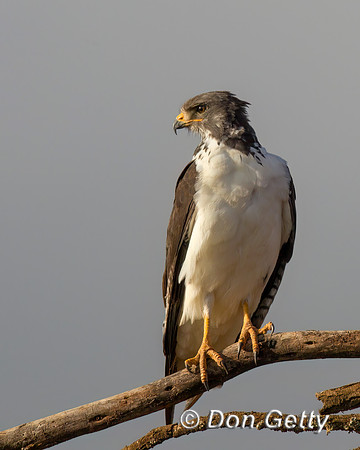 Augur Buzzard