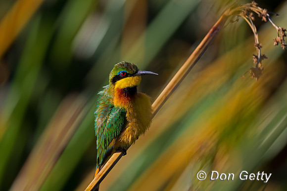 Little Bee-eater
