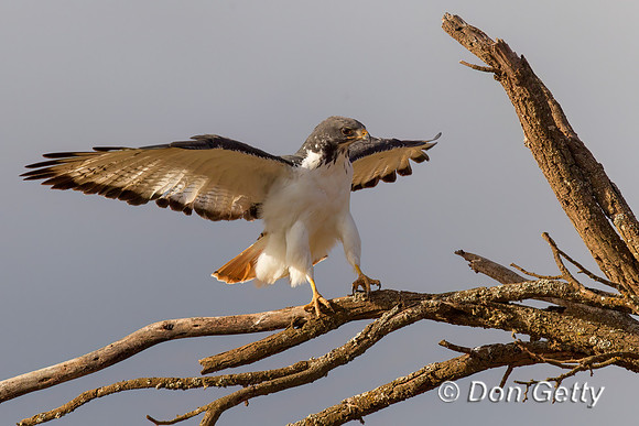 Augur Buzzard