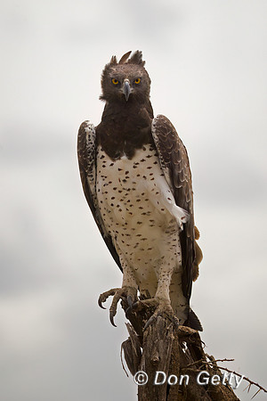 Martial Eagle
