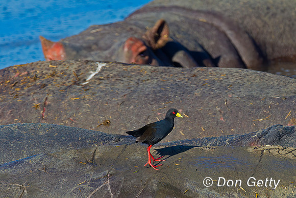 Black Crake