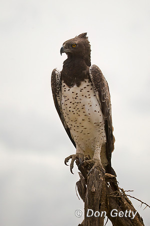 Martial Eagle