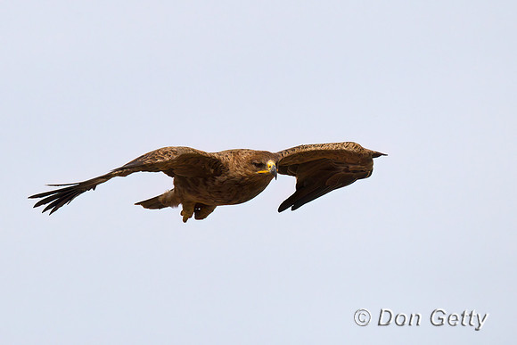 Tawny Eagle