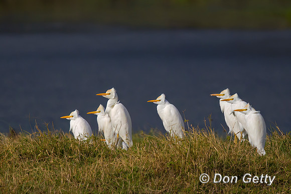 Cattle Egret