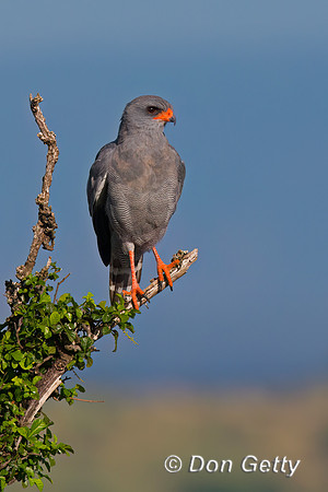 Dark Chanting Goshawk
