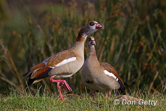 Egyptian Goose