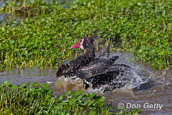 Spur-winged Goose