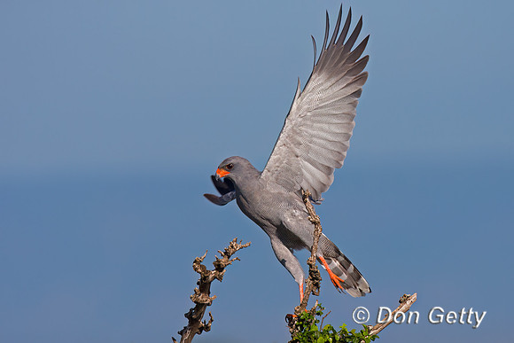 Dark Chanting Goshawk