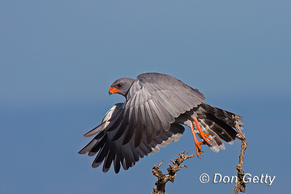 Dark Chanting Goshawk