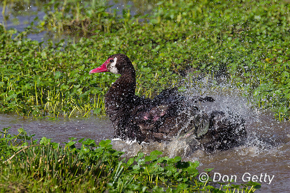 Spur-winged Goose