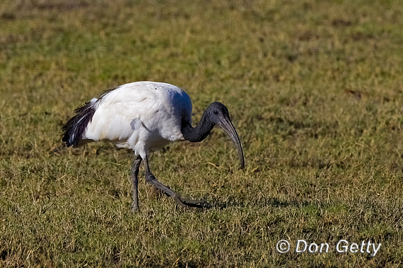 Sacred Ibis