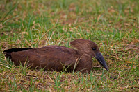 Hamerkop