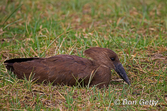 Hamerkop