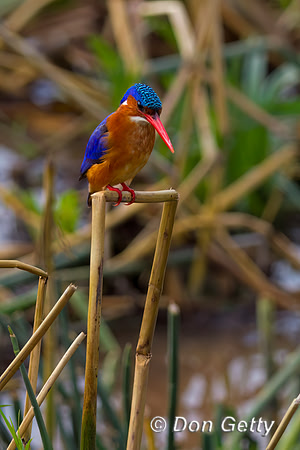 Malachite Kingfisher