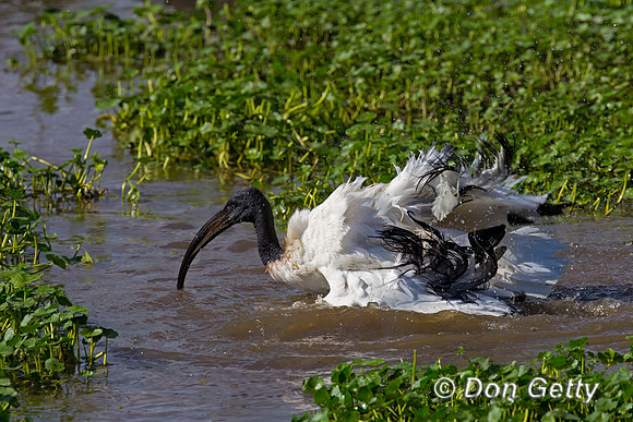 Sacred Ibis