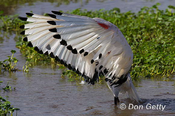 Sacred Ibis