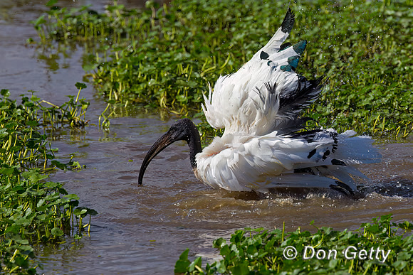 Sacred Ibis