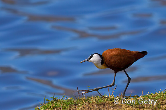 African Jacana