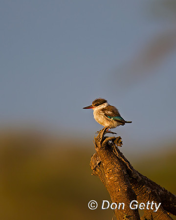 Striped Kingfisher