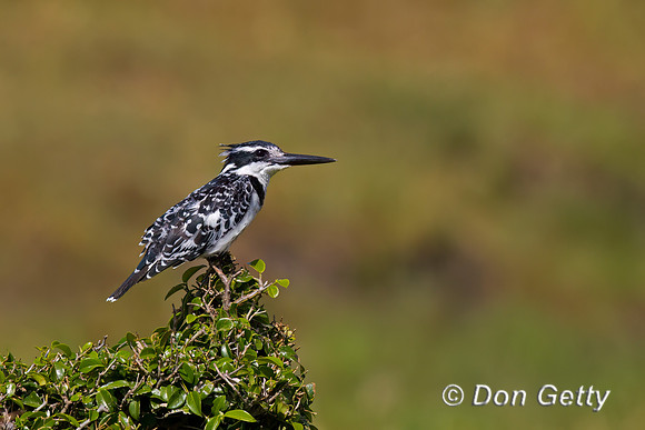 Pied Kingfisher