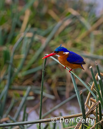 Malachite Kingfisher