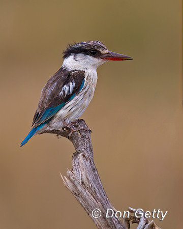 Striped Kingfisher