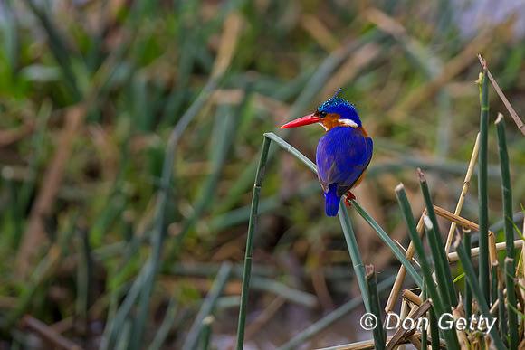 Malachite Kingfisher