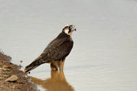 Lanner Falcon