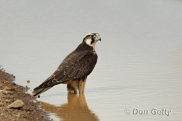 Lanner Falcon