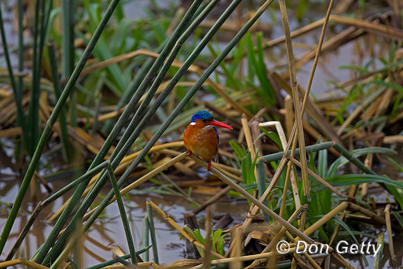 Malachite Kingfisher