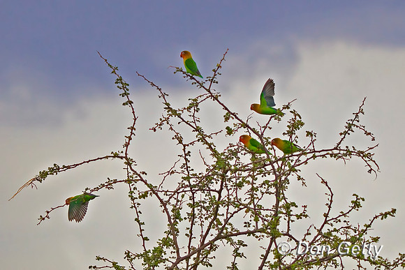 Fischer's Lovebird