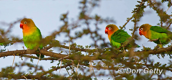 Fischer's Lovebird