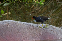 Common Moorhen