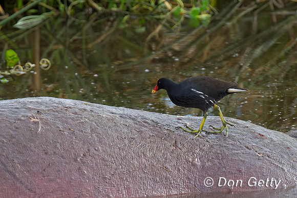 Common Moorhen