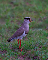 Crowned Lapwing