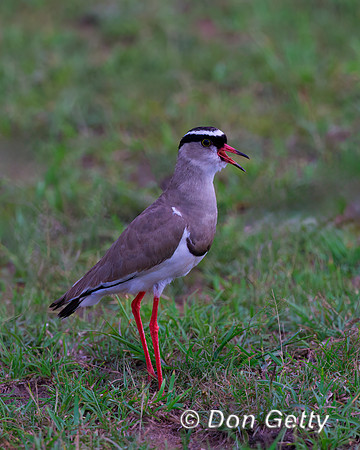 Crowned Lapwing