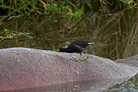 Common Moorhen