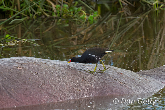 Common Moorhen