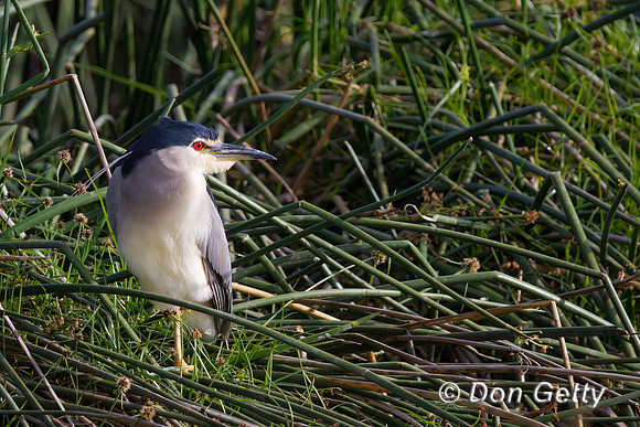 Black-crowned Night Heron