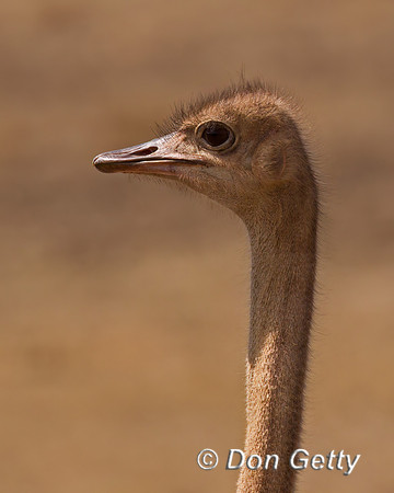 Common Ostrich