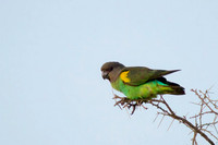 Brown Parrot