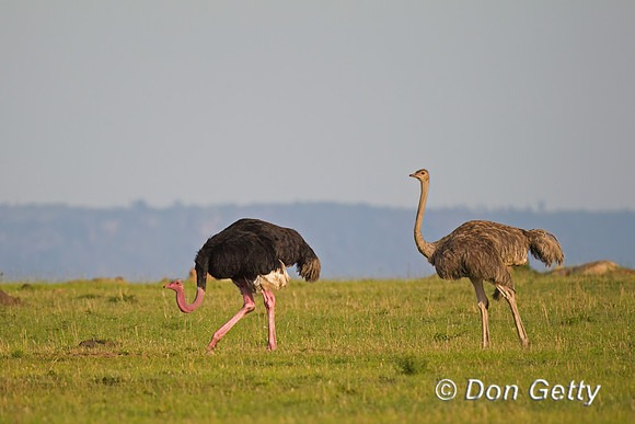 Common Ostrich