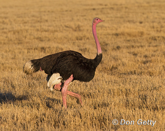Common Ostrich