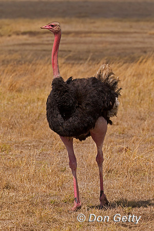 Common Ostrich