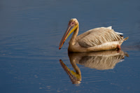 Great White Pelican