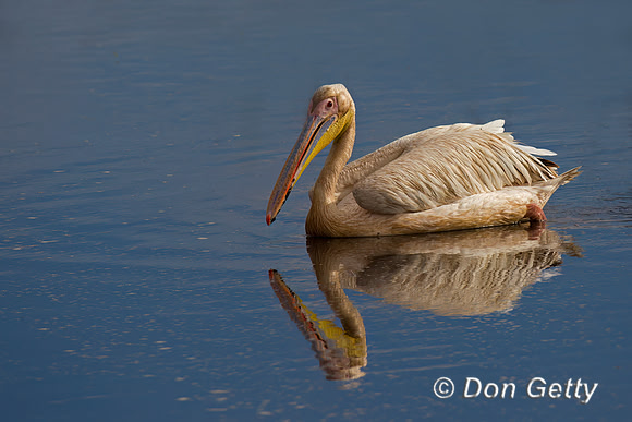 Great White Pelican
