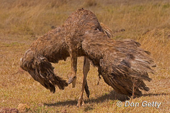 Common Ostrich