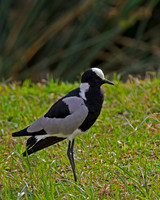 Blacksmith Plover