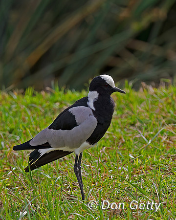 Blacksmith Plover